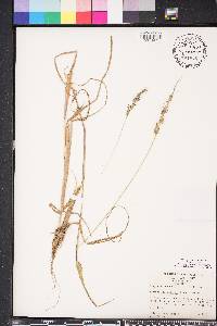 Echinochloa walteri image