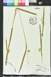 Carex folliculata image