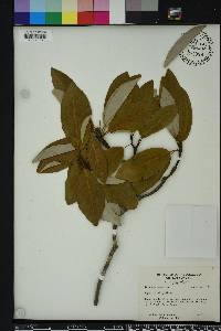 Magnolia virginiana image