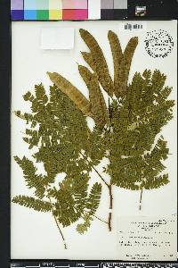 Albizia julibrissin image