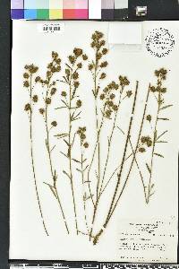 Lespedeza capitata image