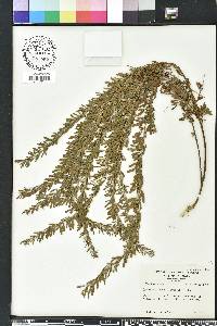 Lespedeza cuneata image