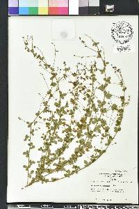 Lespedeza procumbens image