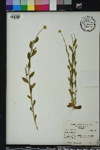 Polygala lutea image