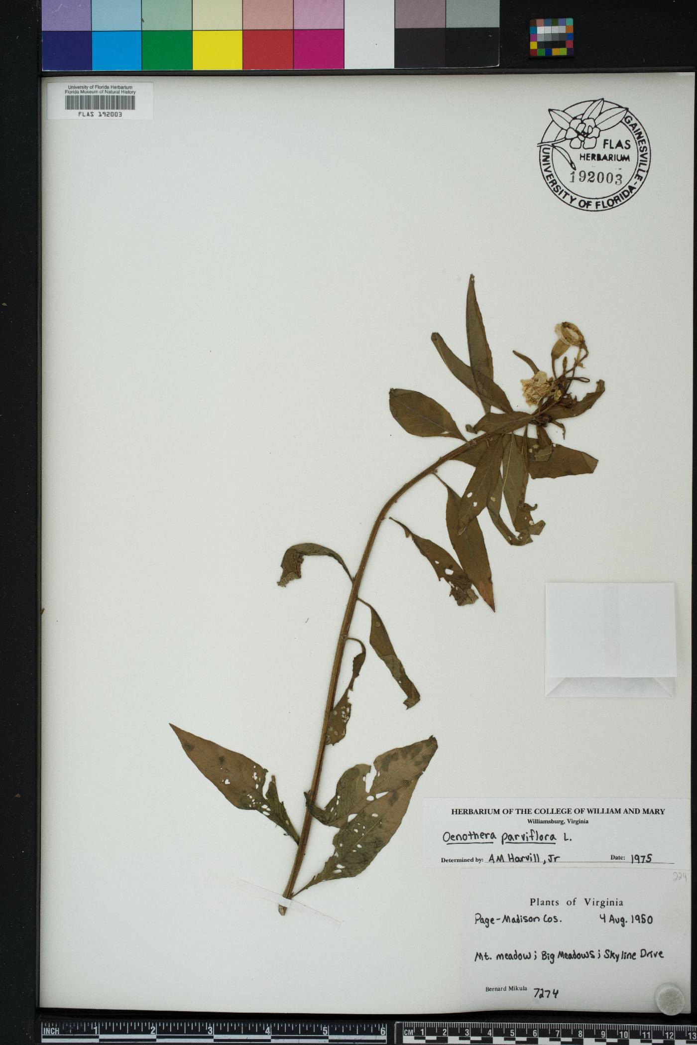 Oenothera parviflora image