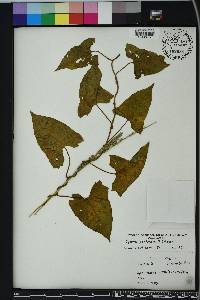 Ipomoea pandurata image