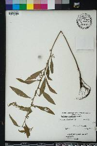 Ludwigia glandulosa image