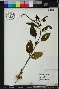 Heliotropium indicum image