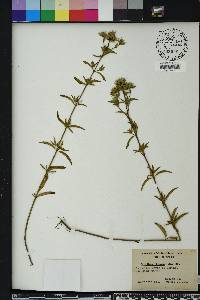 Pycnanthemum flexuosum image