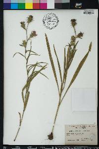 Liatris squarrosa image