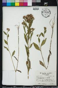 Pluchea longifolia image