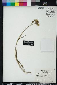 Packera tomentosa image