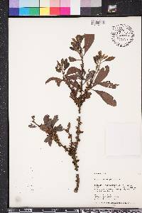 Myrica heterophylla image