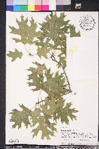 Quercus shumardii image