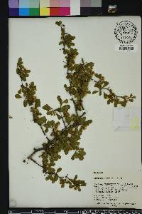 Crataegus michauxii image