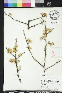 Prunus mexicana image