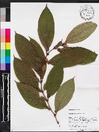 Miconia mayeta image