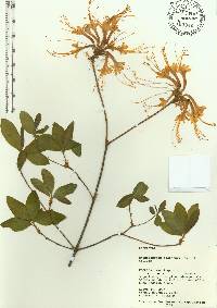 Rhododendron austrinum image