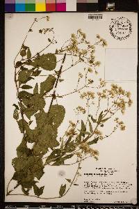 Ageratina aromatica image