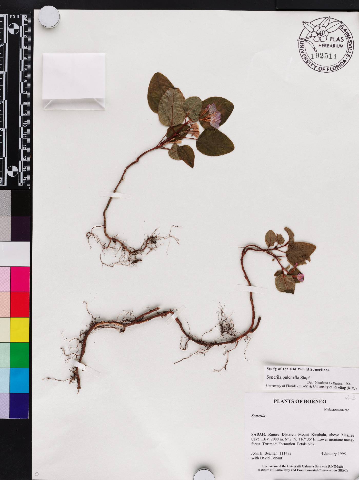 Sonerila pulchella image