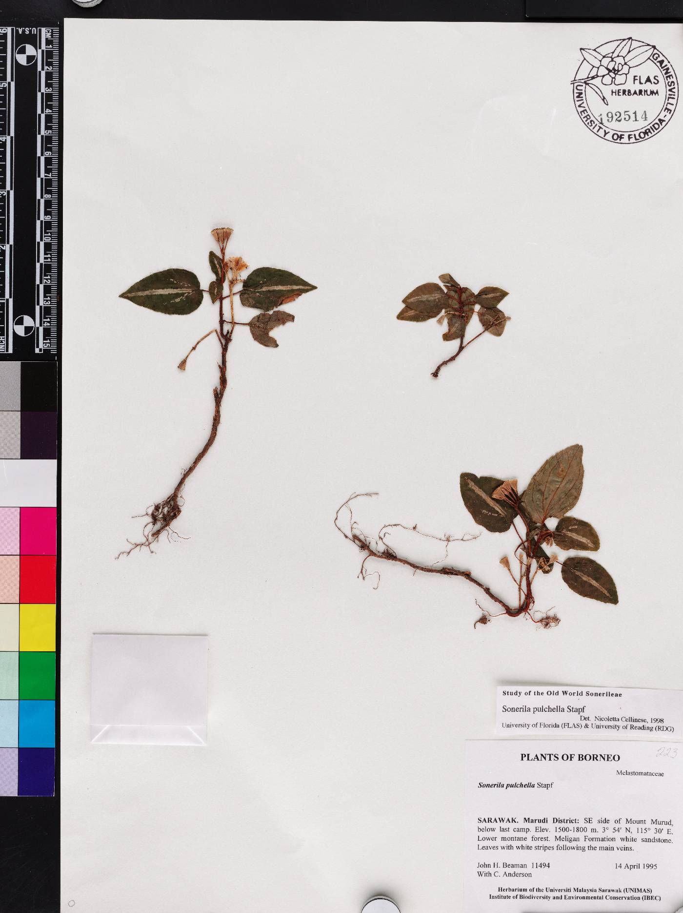 Sonerila pulchella image