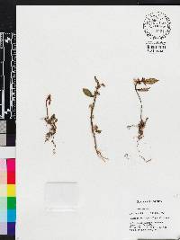 Anerincleistus dispar image