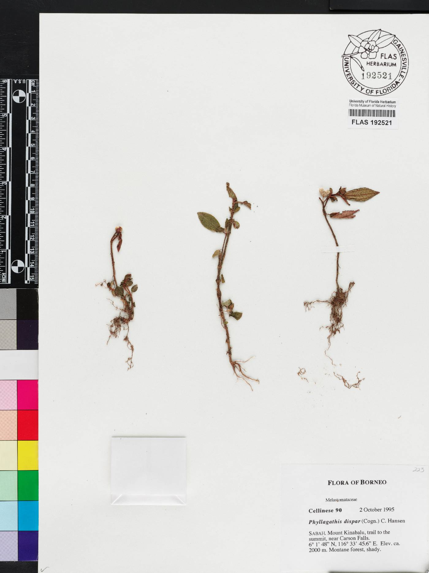 Anerincleistus dispar image