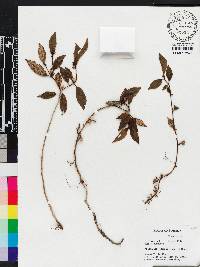 Anerincleistus dispar image