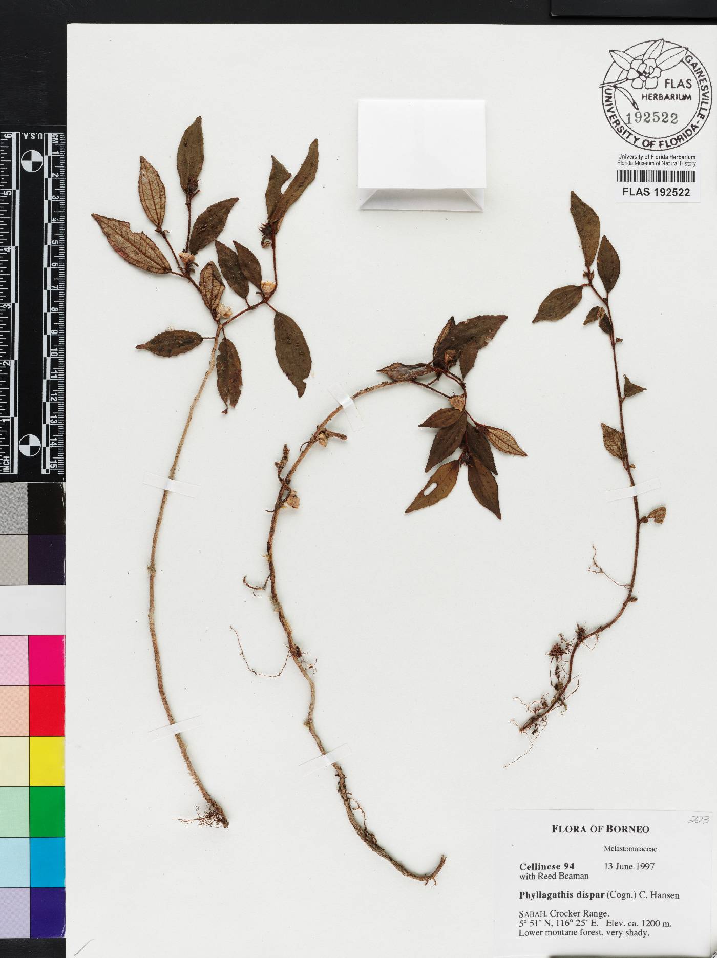 Anerincleistus dispar image