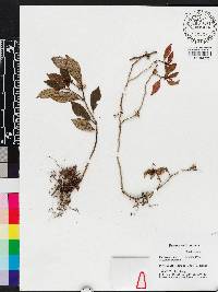 Anerincleistus dispar image