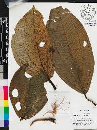 Phyllagathis gigantifolia image