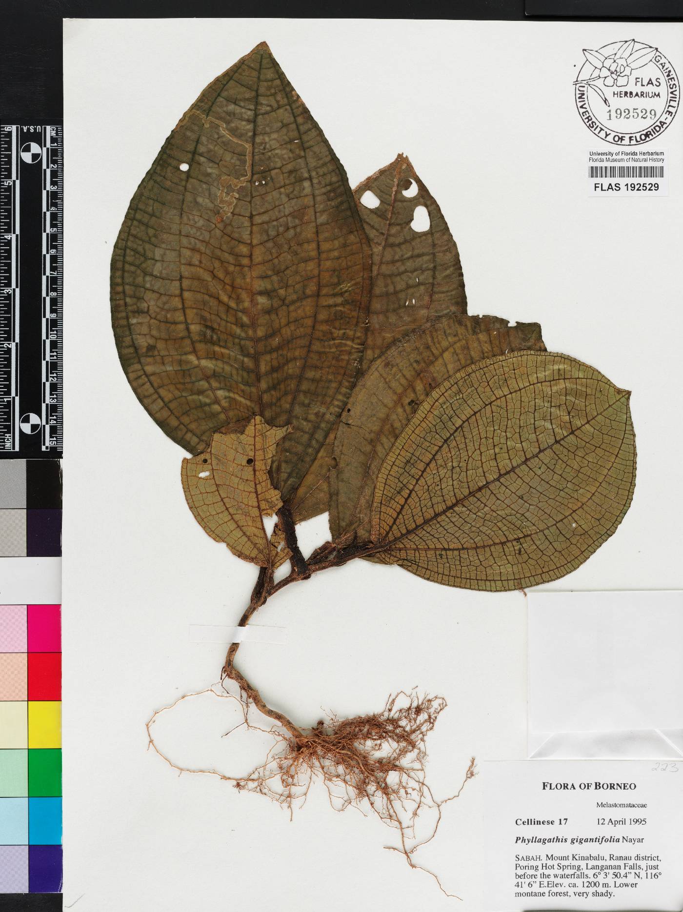 Phyllagathis gigantifolia image