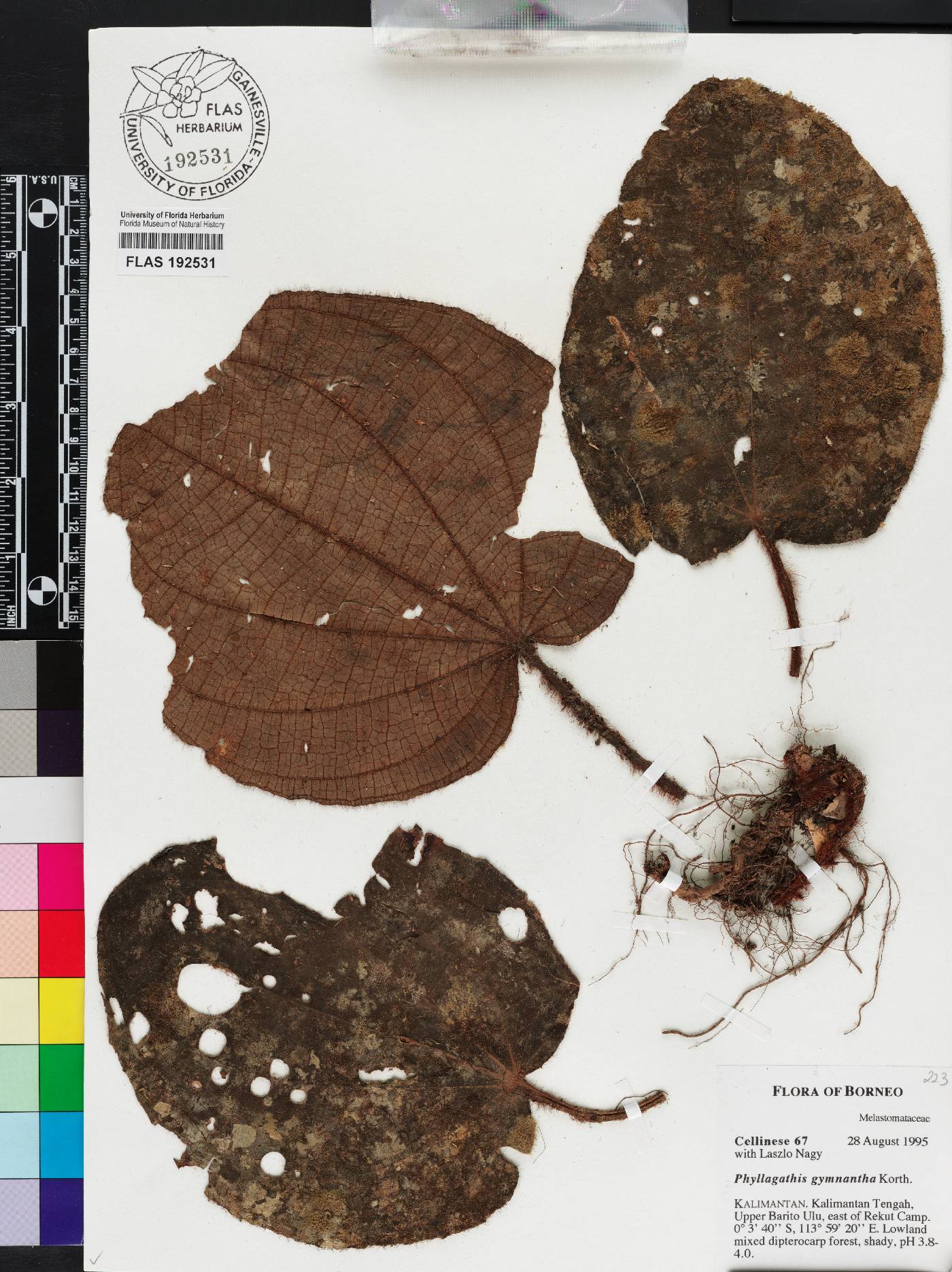 Phyllagathis gymnantha image