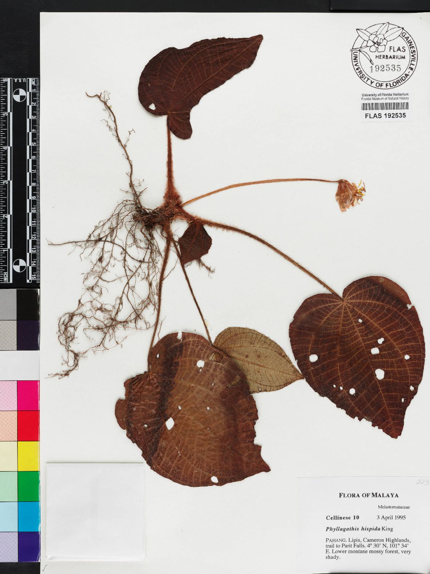 Phyllagathis hispida image