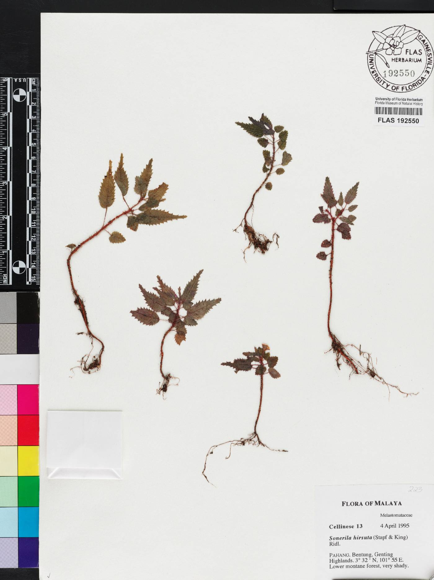 Sonerila hirsuta image