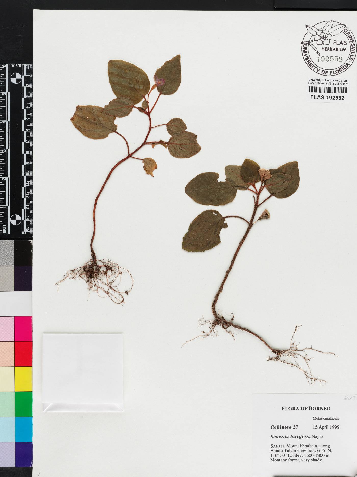 Sonerila hirtiflora image