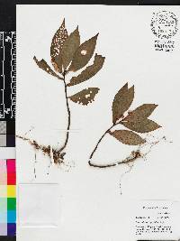 Sonerila integrifolia image
