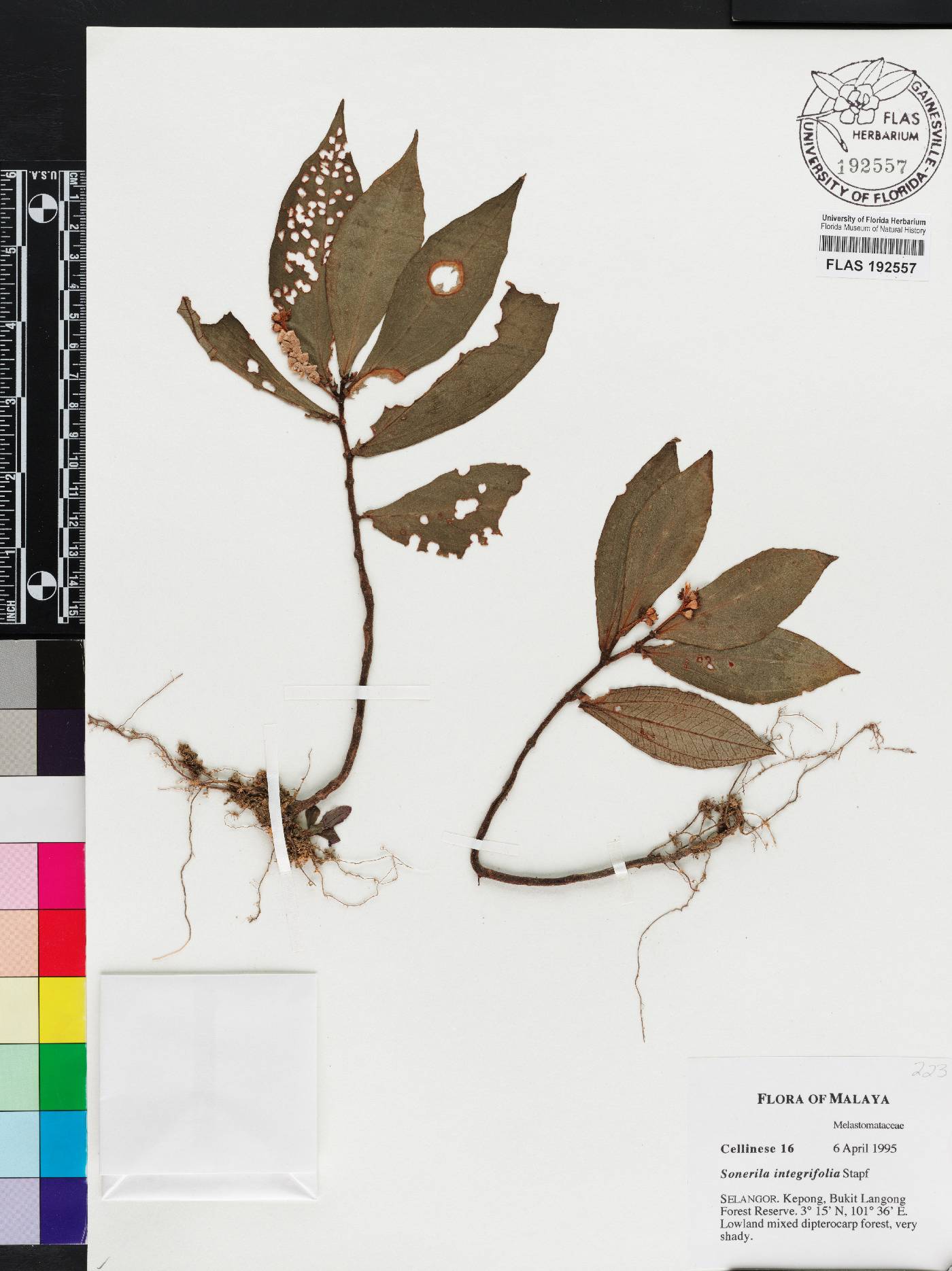 Sonerila integrifolia image
