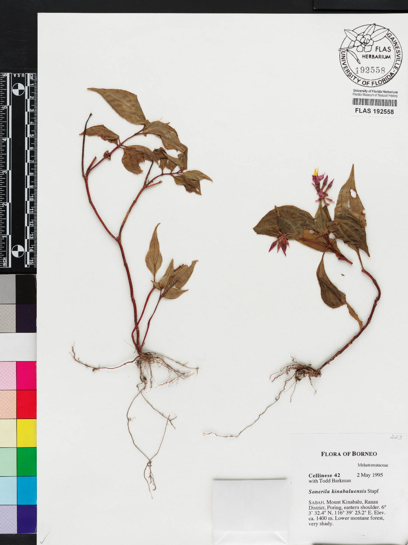 Sonerila kinabaluensis image