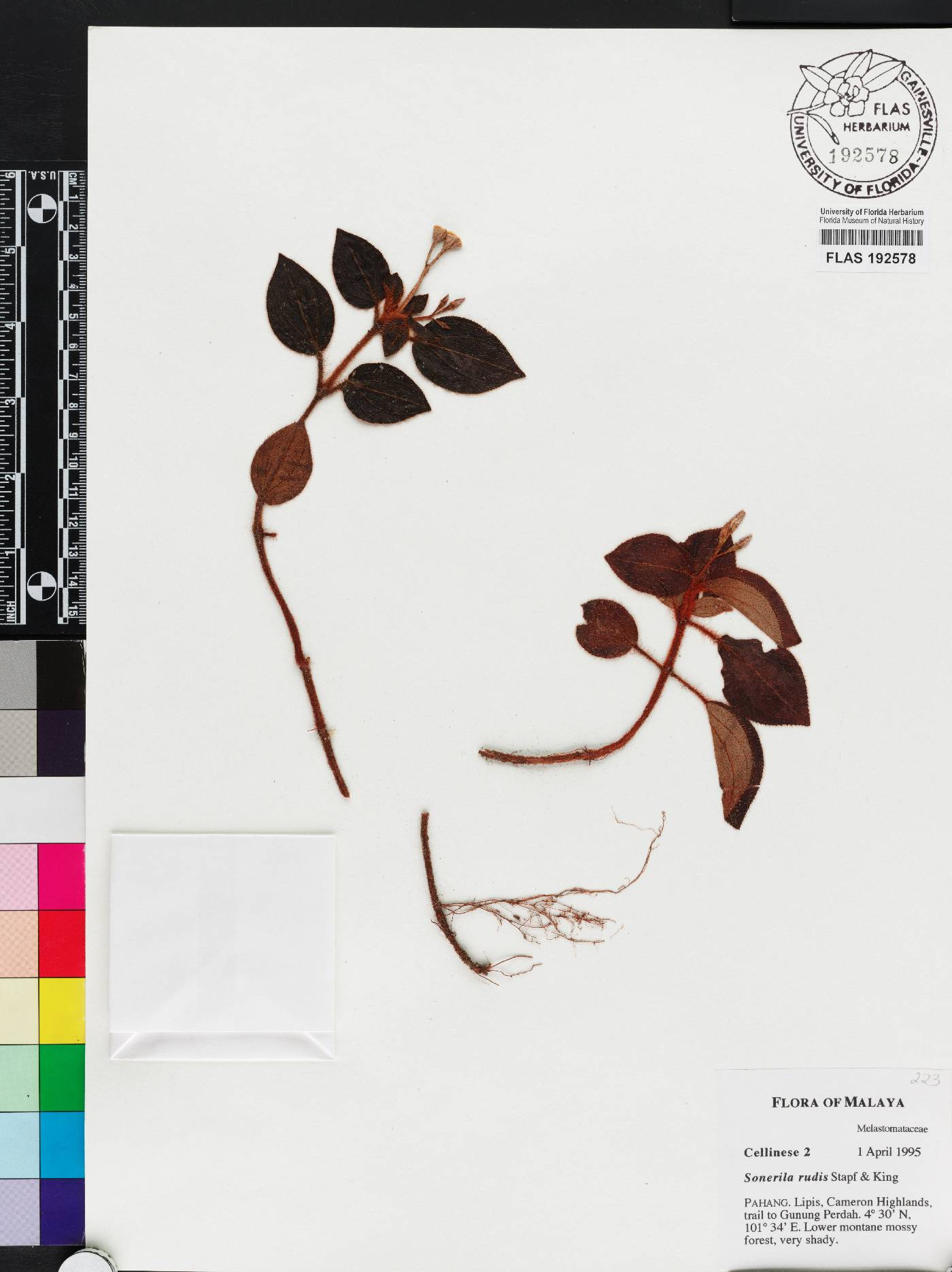Sonerila rudis image