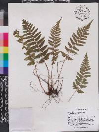 Dryopteris ludoviciana image