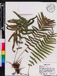 Pteris vittata image