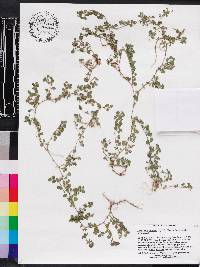 Desmodium triflorum image