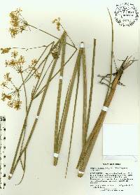 Tiedemannia filiformis image