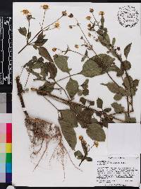 Bidens alba image