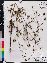 Bidens bipinnata image