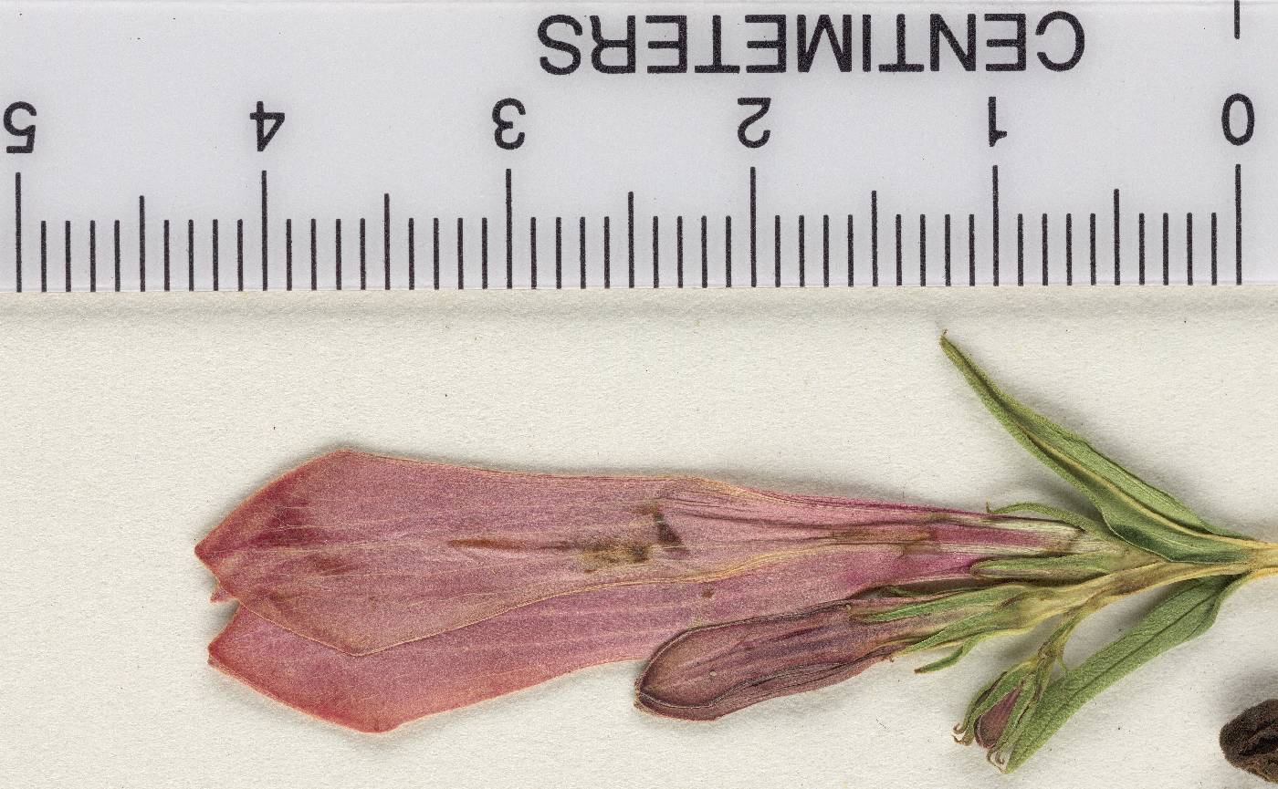 Spigelia alabamensis image