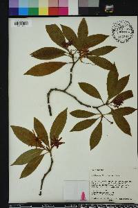 Illicium floridanum image