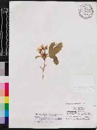 Cnidoscolus urens image