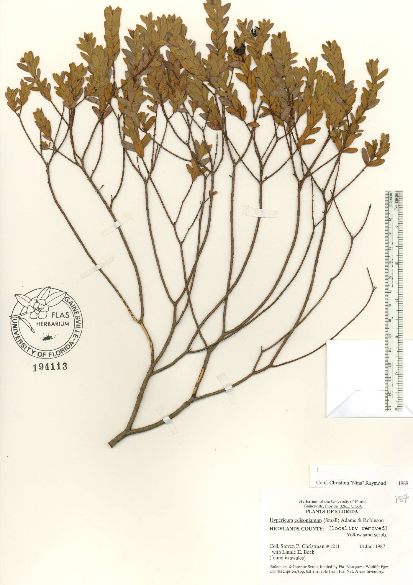 Hypericum edisonianum image